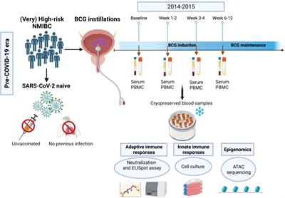 Intravesical BCG in bladder cancer induces innate immune responses against SARS-CoV-2